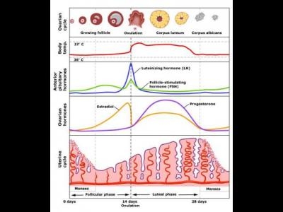 Sindromul premenstrual